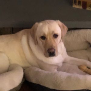 Meet your Posher, Suzanne